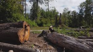 Pascagoula, MS Tree Care Company