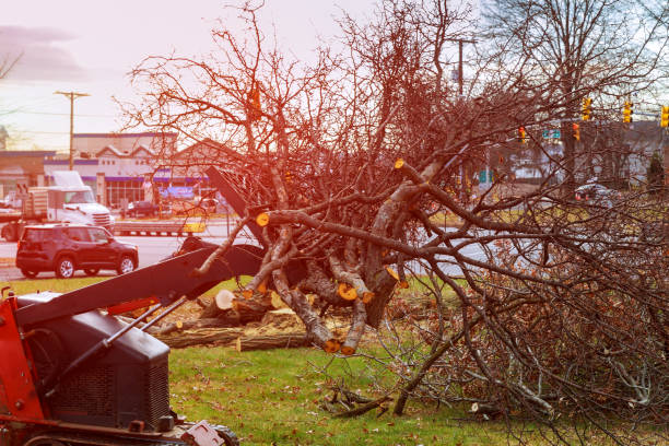 How Our Tree Care Process Works  in  Pascagoula, MS