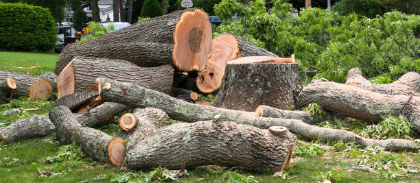 Best Tree Cabling and Bracing  in Pascagoula, MS